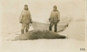 Image of Square flipper or bearded seal; Abram and Nipatchee